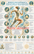Bewegungsapparat & strukturelle Regeneration